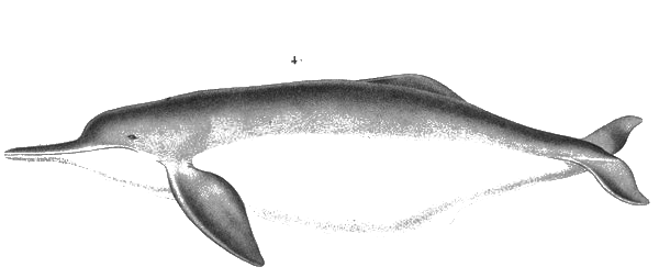 Amazon River Dolphin — Alcide d'Orbigny, 1847