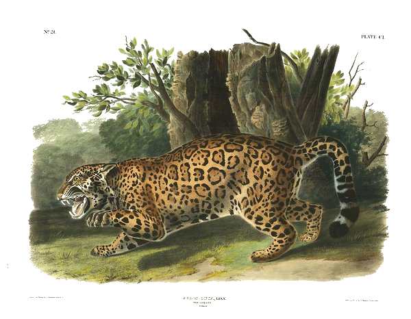 Jaguar — John James Audubon, 1846