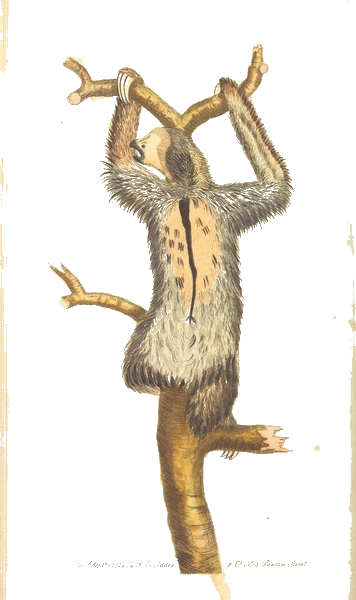 Three-toed Sloth — Frederick Nodder, 1789